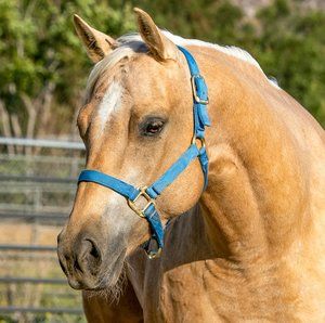 Meet your Posher, Janel